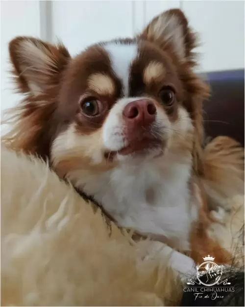 Filhotes de Chihuahua Entregues