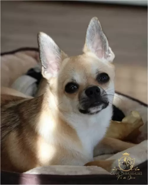 Filhotes de Chihuahua Entregues