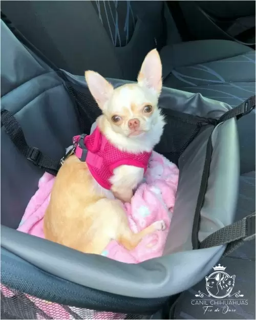 Filhotes de Chihuahua Entregues