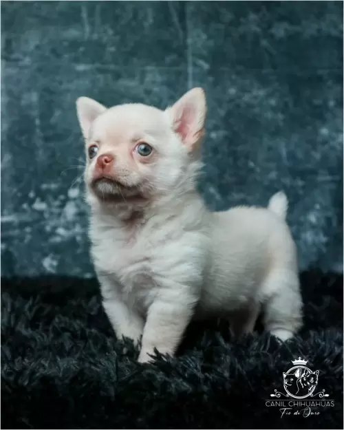 Filhotes de Chihuahua Entregues