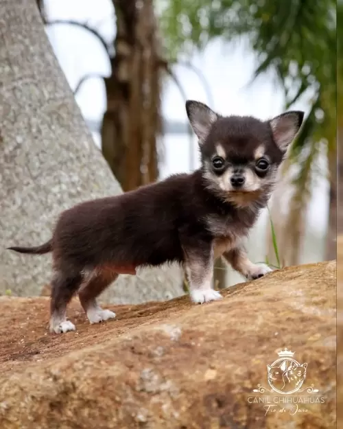 Filhotes de Chihuahua Entregues