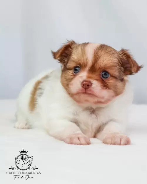 Filhotes de Chihuahua Entregues