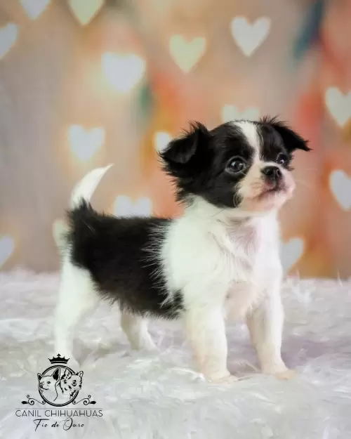 Filhotes de Chihuahua Entregues