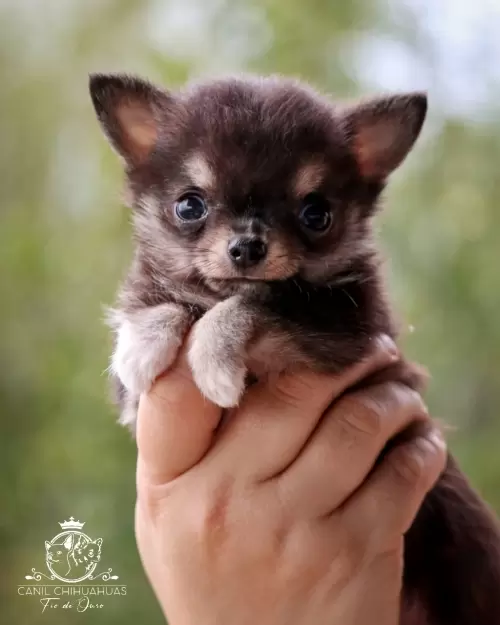 Filhotes de Chihuahua Entregues