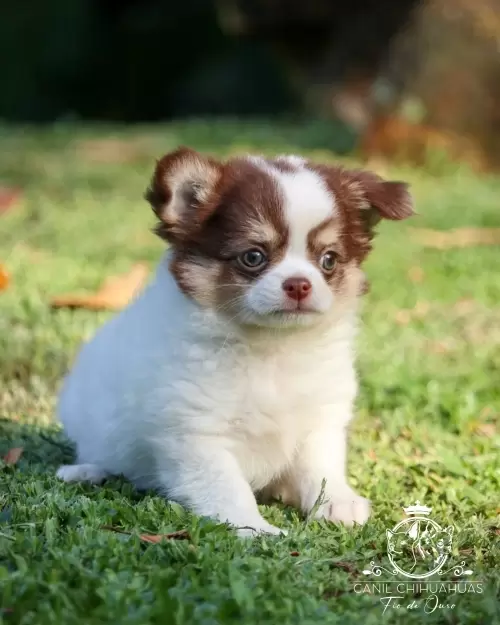 Filhotes de Chihuahua Entregues