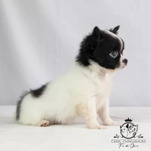 Filhotes de Chihuahua Entregues