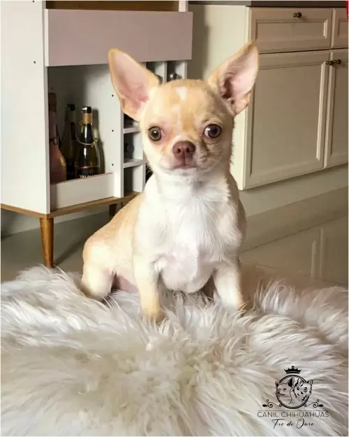 Filhotes de Chihuahua Entregues