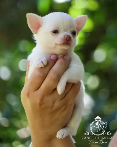 Filhotes de Chihuahua Entregues