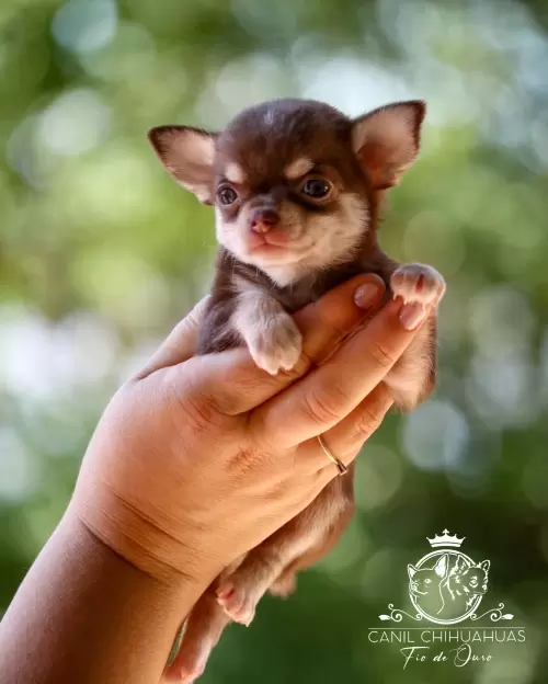 Filhotes de Chihuahua Entregues