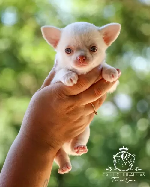 Filhotes de Chihuahua Entregues