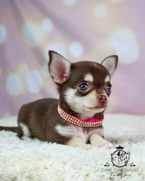 Filhotes de Chihuahua Entregues