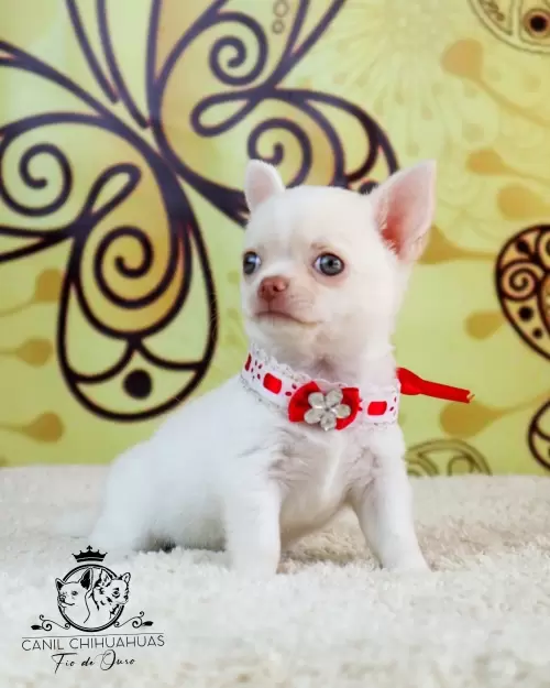 Filhotes de Chihuahua Entregues