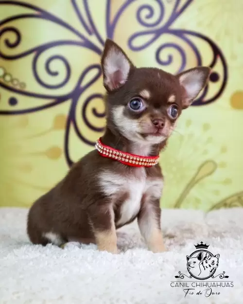 Filhotes de Chihuahua Entregues