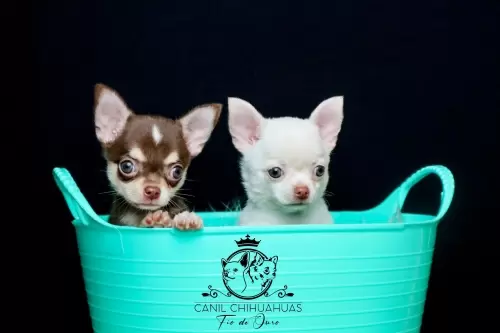 Filhotes de Chihuahua Entregues