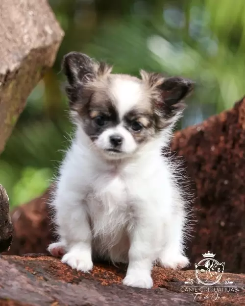 Filhotes de Chihuahua Entregues