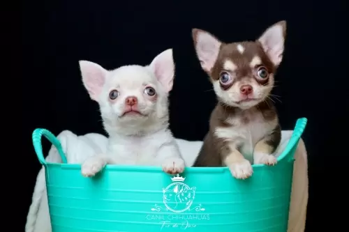 Filhotes de Chihuahua Entregues