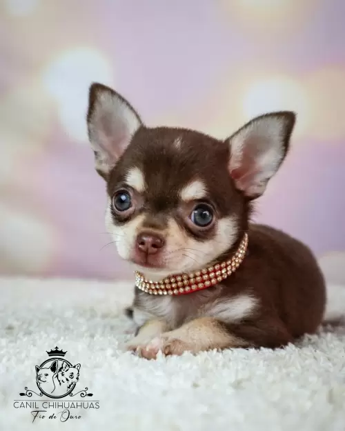 Filhotes de Chihuahua Entregues