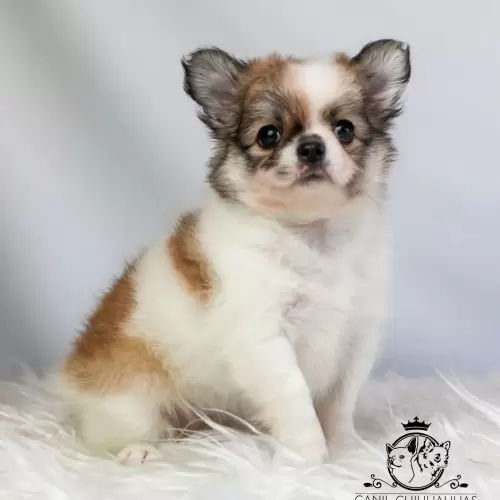Filhotes de Chihuahua Entregues