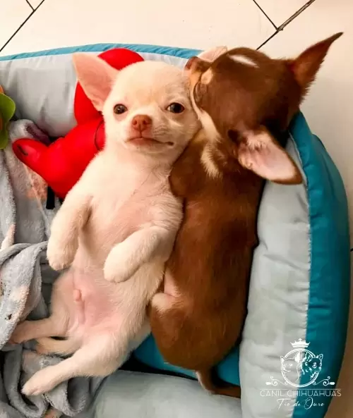 Filhotes de Chihuahua Entregues