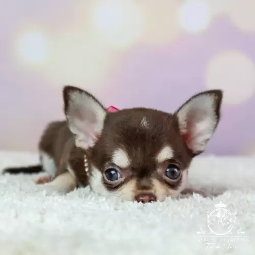 Filhotes de Chihuahua Entregues