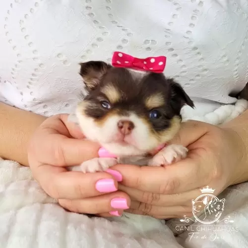 Filhotes de Chihuahua Entregues