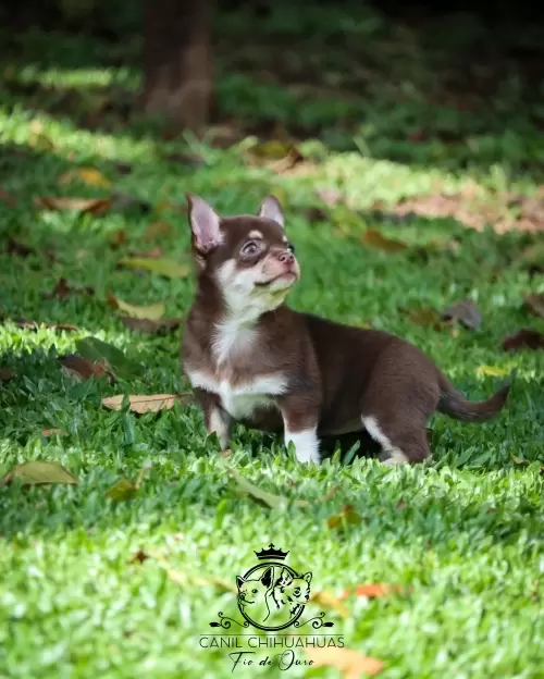 Filhotes de Chihuahua Entregues