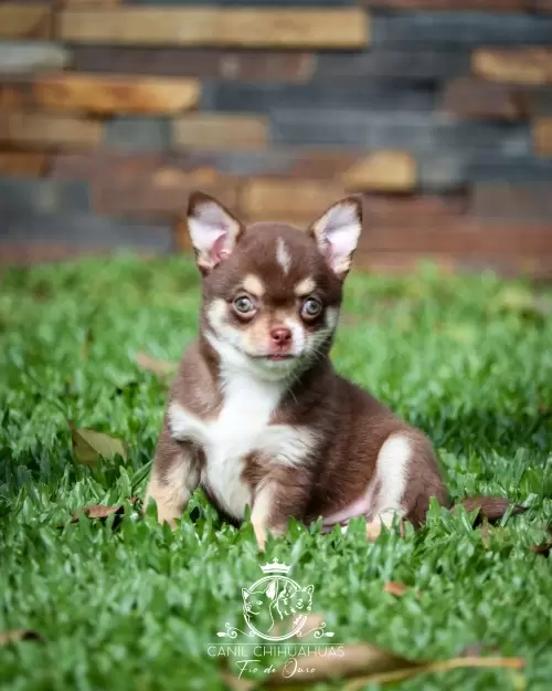 Filhotes de Chihuahua Entregues