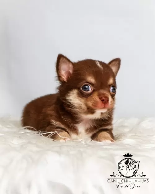 Filhotes de Chihuahua Entregues