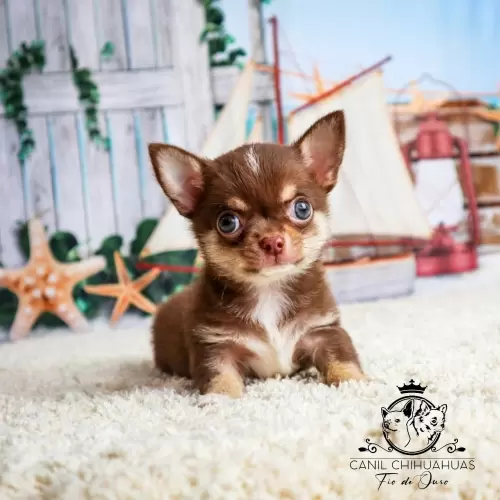Filhotes de Chihuahua Entregues