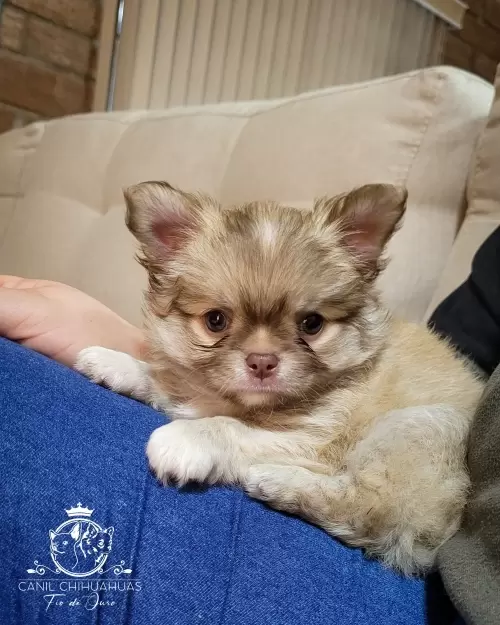 Filhotes de Chihuahua Entregues