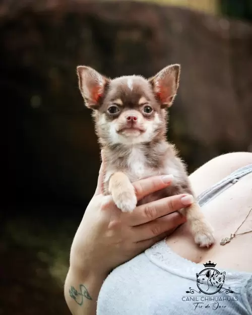 Filhotes de Chihuahua Entregues