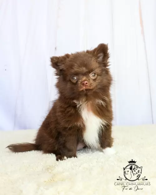 Filhotes de Chihuahua Entregues