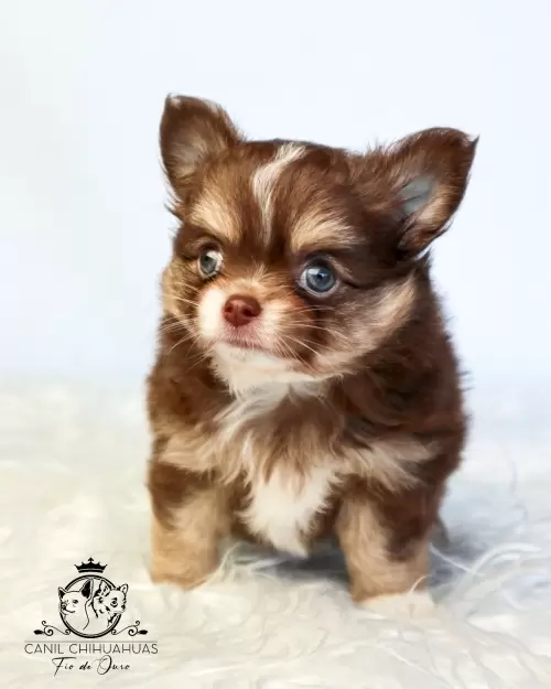 Filhotes de Chihuahua Entregues
