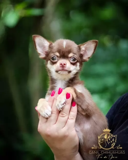 Filhotes de Chihuahua Entregues