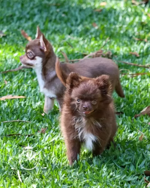 Filhotes de Chihuahua Entregues