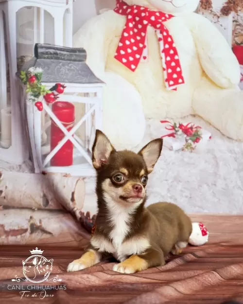 Filhotes de Chihuahua Entregues