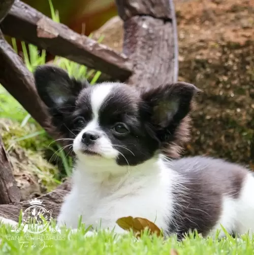 Filhotes de Chihuahua Entregues