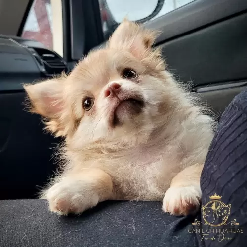 Filhotes de Chihuahua Entregues
