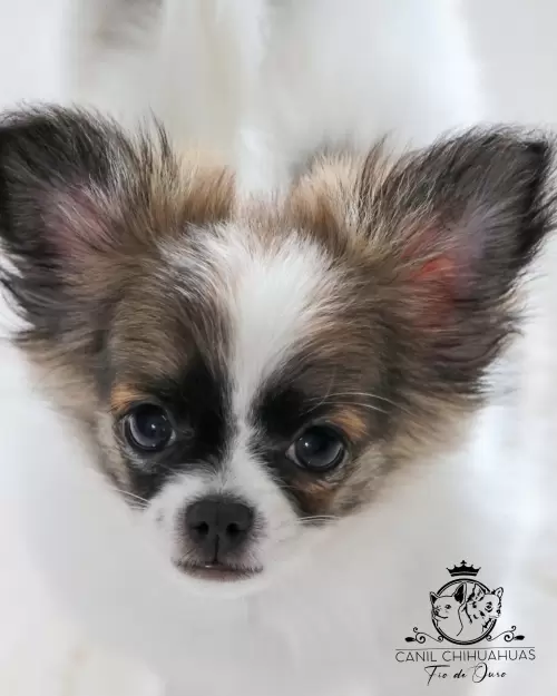 Filhotes de Chihuahua Entregues