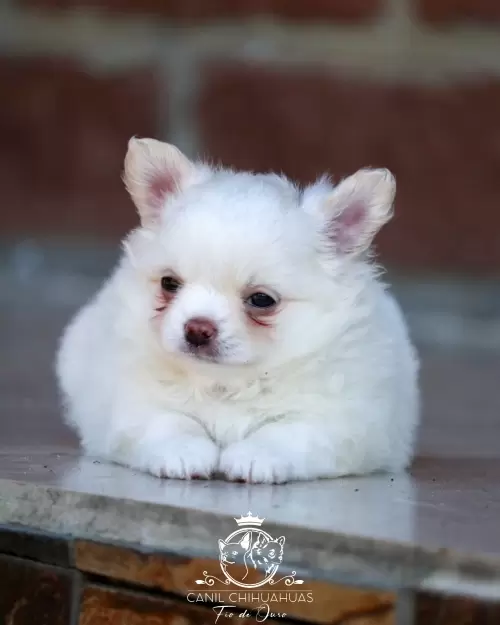 Filhotes de Chihuahua Entregues