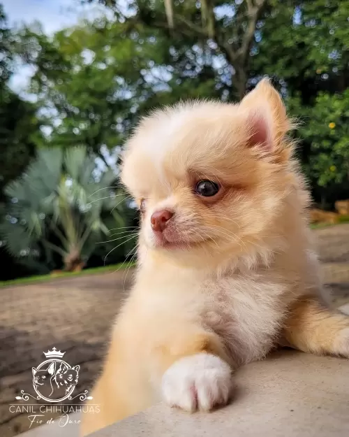 Filhotes de Chihuahua Entregues