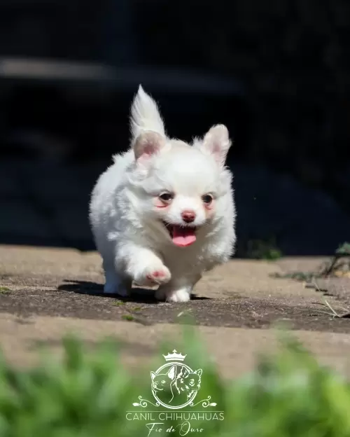 Filhotes de Chihuahua Entregues