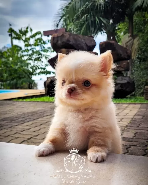 Filhotes de Chihuahua Entregues
