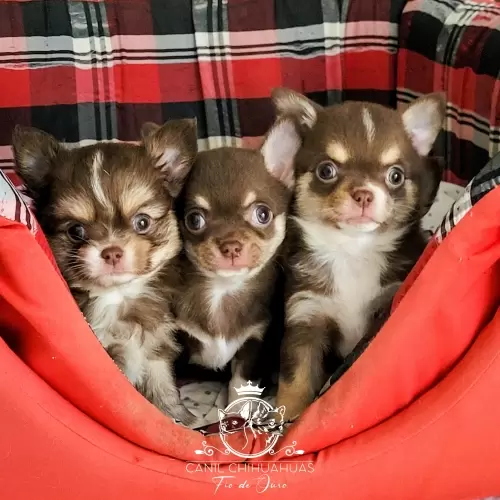 Filhotes de Chihuahua Entregues