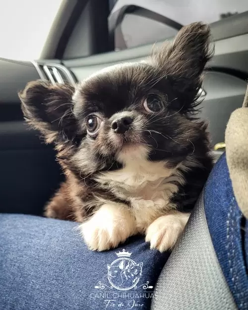 Filhotes de Chihuahua Entregues