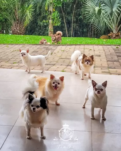 Um Pouco do Nosso Dia a Dia