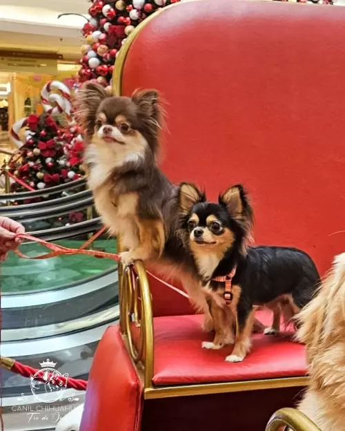 Um Pouco do Nosso Dia a Dia