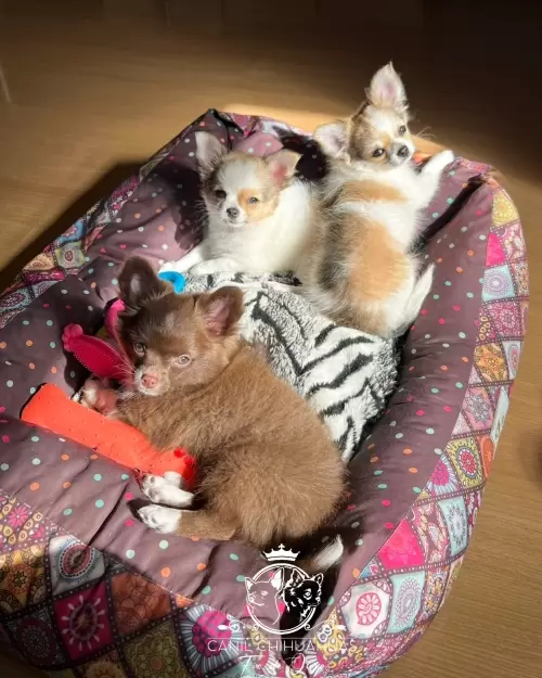 Um Pouco do Nosso Dia a Dia