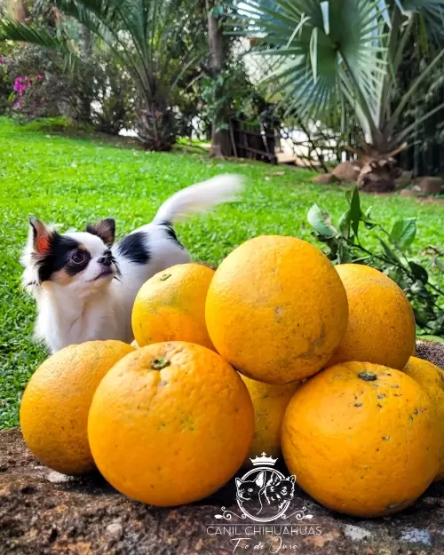 Um Pouco do Nosso Dia a Dia