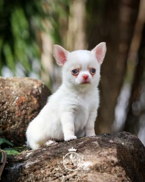 Filhotes de Chihuahua Entregues